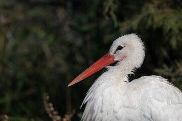 Closeup of a White Stork, South of france