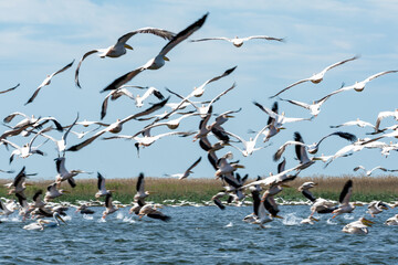 Flock of pelicans in flight, rosu lake in danube delta, romania near sulina
