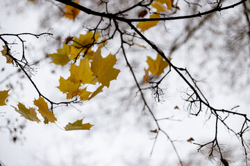 Orange maple leaves on a tree, autumn, cloudy day, selective focus