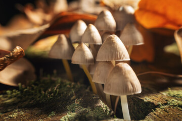 Psilocybe Bohemica mushrooms in the autumn forest among fallen leaves