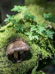 Forest mushroom in a green setting