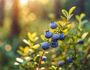 Blueberry bush with ripe berries on a sunny day in the forest, A branch with natural blueberries on a blurred background of a blueberry garden at golden hour