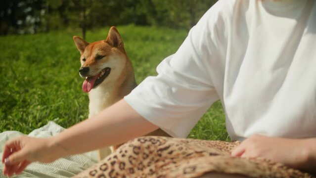 Shiba inu dog walking in the park with woman owner on sunny day. Japanese dog close-up. Fox puppy in nature. shiba inu, hachiko, dog true friend