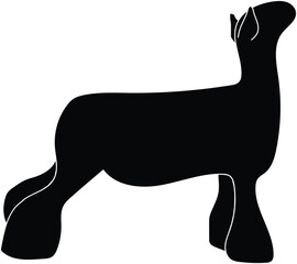 Show Lamb