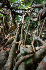 Close-up shot of the Umkar living root bridge in the jungle of Siej village, Maghalaya, India