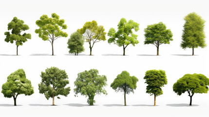 Collection Beautiful 3D Trees Isolated background , Use for visualization in architectural design or garden decorate - obrazy, fototapety, plakaty