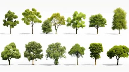 Foto op Plexiglas Collection Beautiful 3D Trees Isolated background , Use for visualization in architectural design or garden decorate © kiatipol