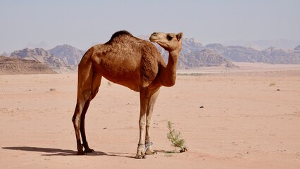 Wüstenlandschaft von Wadi Rum in Jordanien