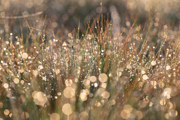 Dew on grass at dawn