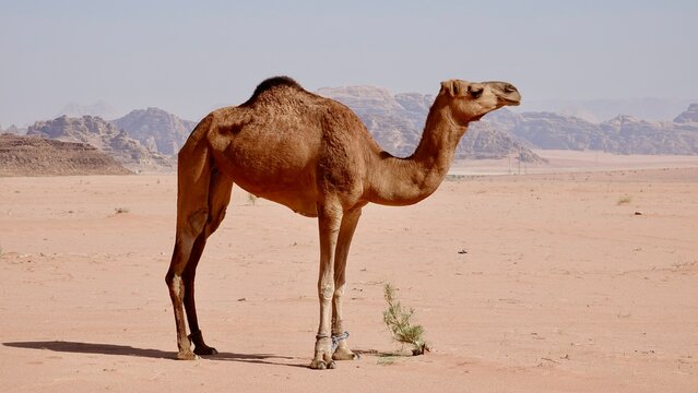 Wüstenlandschaft von Wadi Rum in Jordanien