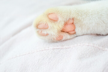 Cat toe beans in pink. Cat paw pads. Animal paw and claw. Pet lying on sofa at home. Happy feline and mammal concept. 