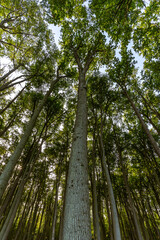 Fototapeta premium A Canopy of Tranquility: Lush Green Treetops in the Deciduous Forest
