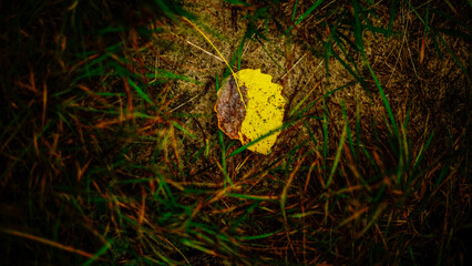 Yellow leaf among grass