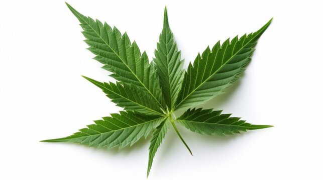 cannabis leaf isolated on a plain solid white backgroud.Generative AI