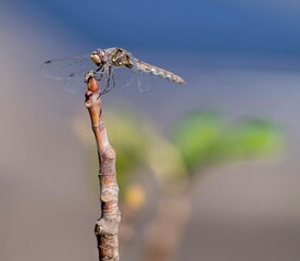 Dragonfly