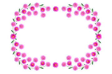 Colorful bright flower aster isolated on white background.