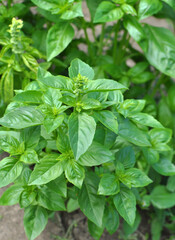 Basil grows in the garden