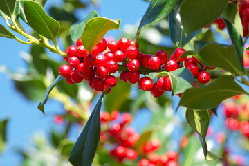 red holly berries with green leaves on the background of a blue sky on a sunny day. Christmas...
