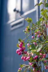 Container with Coralberry Symphoricarpos Orbiculatus Moench plant, in front of characterful historic Huguenot house on Wilkes Street in Spitalfields, East London, with blue door and shutters.  © Lois GoBe
