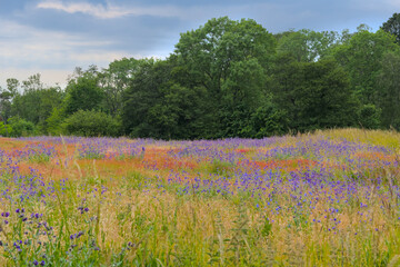 a field of violet blooming anchusa, bugloss, in summer in Bornholm, Danmark
