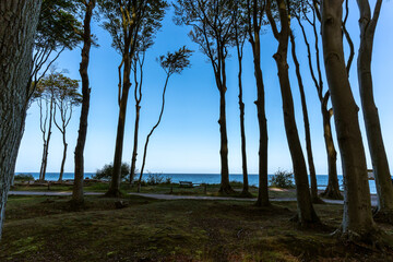 The Baltic Sea coast by the ghost forest in Nienhagen, Germany