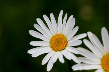 Obraz premium Blüte der Natur