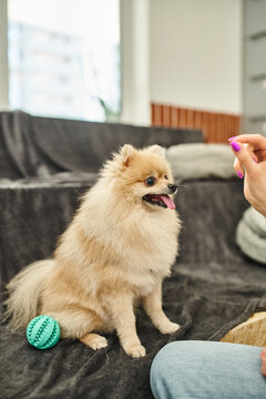 cropped view of dog sitter holding treat near pomeranian spitz during obedience class in pet hotel