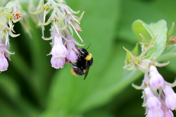 Hummel auf Blüte © Mario