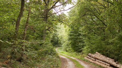 Waldweg im Hunsrück