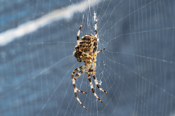 The garden spider Araneus diadematus on the web side bottom view on a blue background.