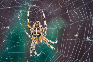 The garden spider Araneus diadematus on the web top view on a colour background.
