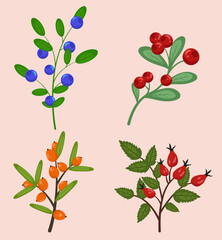 A set of healthy berries: lingonberries, rose hips, blueberries, sea buckthorn