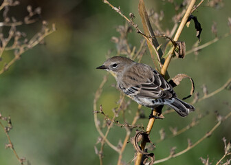 Yellow-rumped Warbler
