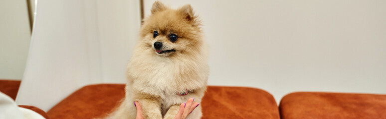 cropped view of woman holding paws of funny pomeranian spitz in cozy lobby of pet hotel, banner