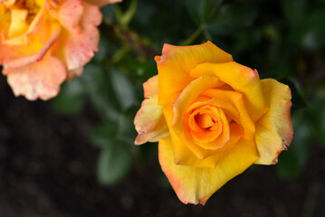 A bush with beautiful and juicy yellow roses in a summer garden. Large orange flowers.