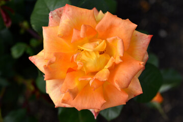 A large orange juicy rose flower in a summer garden. Yellow roses.