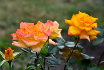 A bush with beautiful and juicy yellow roses in a summer garden. Large orange flowers.