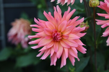 Beautiful Color Dalia Flower In The Park