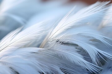 Macro shot of snowflakes on a feather