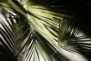 Palm fronds casting intricate shadows on a grassy background