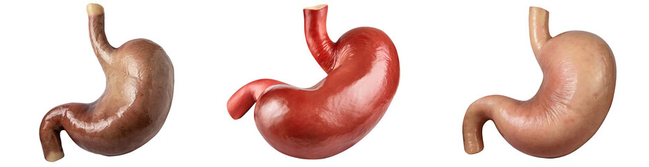 Set of realistic human stomach, internal human organ, human anatomy, isolated on a transparent background. PNG cutout or clipping path. - obrazy, fototapety, plakaty