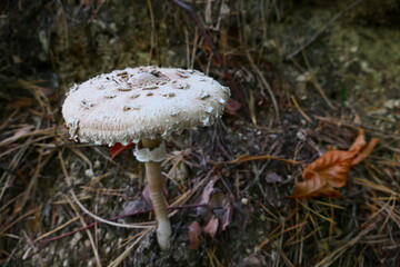 Parasolpilz