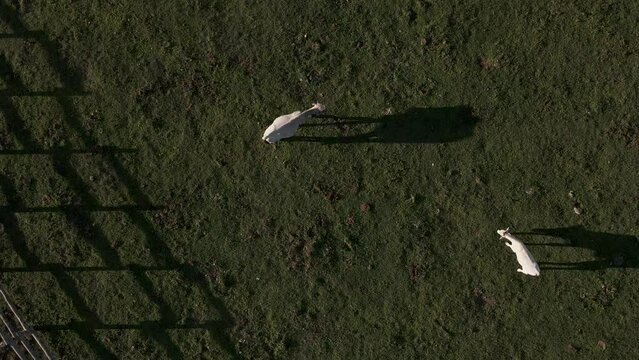 Aerial view of cows on Laceno lake, Bagnoli, Avellino, Italy.