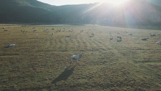 Aerial view of cows on Laceno lake, Bagnoli, Avellino, Italy.