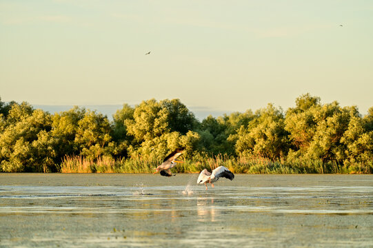 Sunrise with pelicans over the Danube in the Danube Delta Biosphere Reserve, Delta Dunarii near Tulcea, Wallachia, Romania, Donaudelta