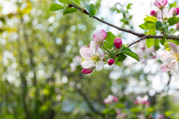 Blossoming branch of apple tree in spring garden. Spring background.