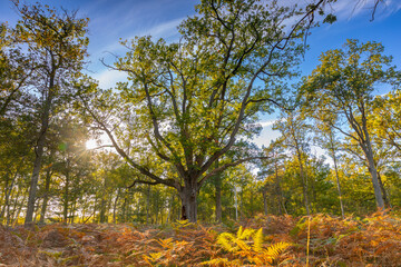 L'automne approche en Forêt d'Ermenonville