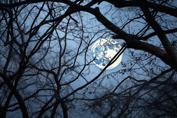 Gibbous moon seen through the delicate branches of a winter tree