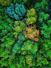 Top down aerial vertical view of autumn forest with colourful fall foliage of larch, oak and beech trees. 