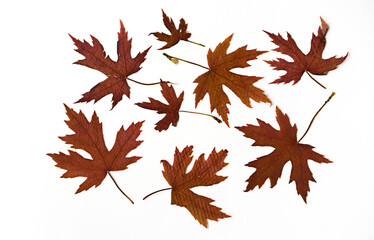 Dry red maple leaves on a white background. Pressed floristry. Autumn ornament.